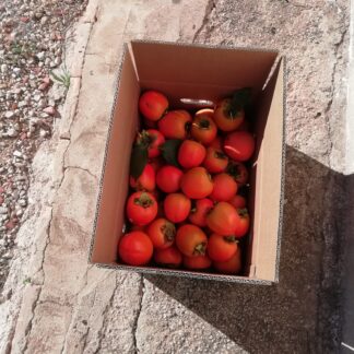 Caja de 10kg de Cakis de la variedad Rojo brillante, Cosecha popia