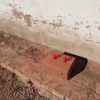 Caja de 5kg de Cakis, variedad Rojo brillante